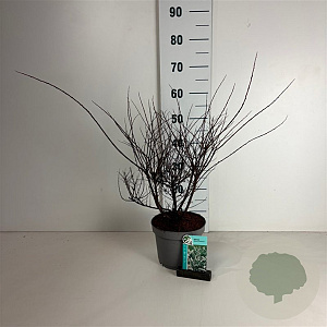 Spiraea nipp. 'Snowmound' 40-50 cm 35L