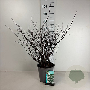 Spiraea nipp. 'Snowmound' 50-60 cm 6,5L