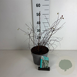 Spiraea vanhouttei 30-40 cm 3,5L