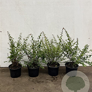 Symphoricarpos ch. 'Hancock' 30-40 cm 2,0L