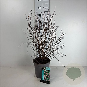 Symphoricarpos d. 'Mother of Pearl' 60-80 cm cont. 65L