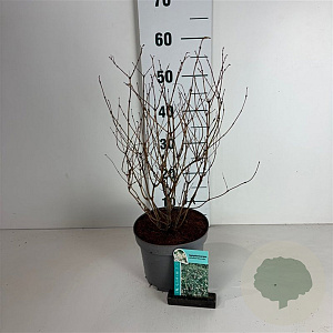 Symphoricarpos d. 'White Hedge' 40-50 cm 35L