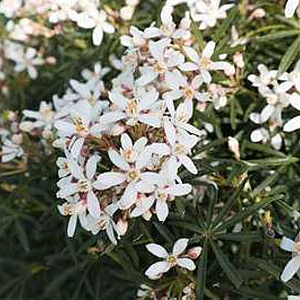 Choisya t. White Dazzler GM C5