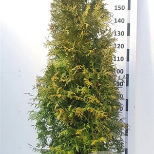 Thuja occ. 'Brabant' 150-175 cm 20L