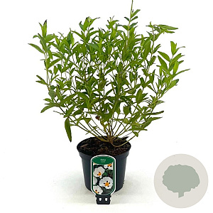 Cistus dansereaui 'Decumbens' 30-40 cm 2,0L