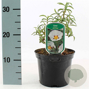 Cistus purpureus 'Alan Fradd' 25-30 cm 2,0L