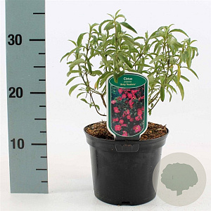 Cistus purpureus 'Betty Taudevin' 25-30 cm 2,0L