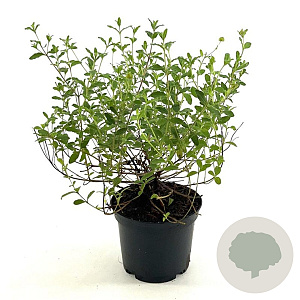 Cistus salviifolius 25-30 cm 2,0L