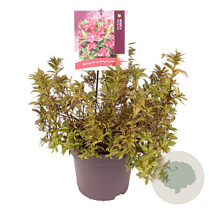 Weigela Cherry Love 40-50 cm 10L