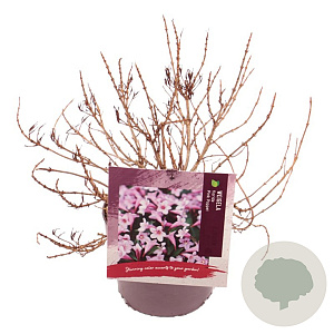 Weigela florida Pink Poppet 20-30 cm 3,0L