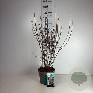 Weigela 'Nana Variegata' 60-80 cm 10L