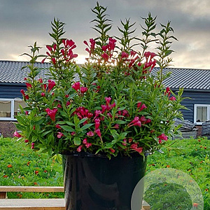 Weigela Picobella Rosso 20-30 cm 3,0L