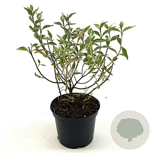 Cistus 'Silver Pink' 30-35 cm 2,0L