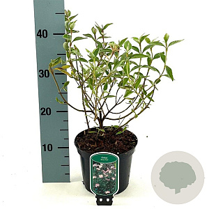 Cistus 'Silver Pink' 30-35 cm 2,0L