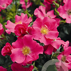 Rosa 'Stadt Rome' GM C1.5 eigen wortel