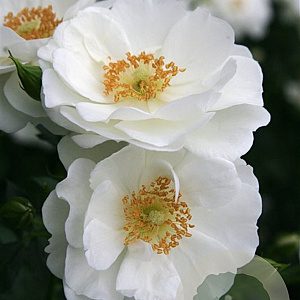 Rosa Innocencia GM C1.5 eigen wortel