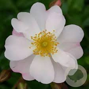 Rosa (F) Medeo GM C1.5 eigen wortel