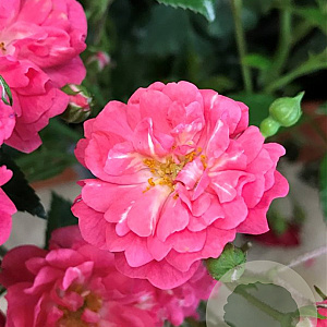 Rosa (PA) Spelarosa Lovely Fairy GM C1.5 eigen wortel