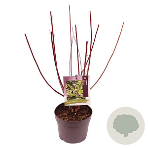Cornus alba 'Gouchaultii' 40-50 cm 3,0L