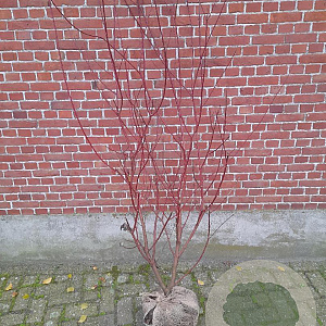 Cornus alba 'Sibirica' 100-125 cm met kluit