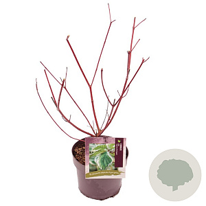 Cornus alba 'Sibirica Variegata' 40-50 cm 3,0L