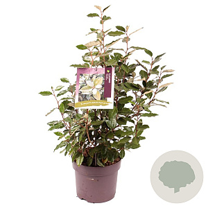 Elaeagnus ebb. 'Compacta' 60-70 cm 7,5L