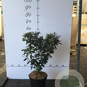 Elaeagnus ebb. 'Compacta' 60-70 cm 7,5L