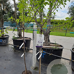 Prunus d. 'Opal' halfstam 7,5L