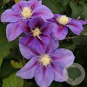 Clematis 'Barbara Jackman' 80 cm rozenpot 2L