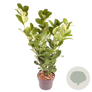 Prunus I. 'Rotundifolia' 50-60 cm 5,0L