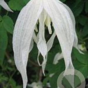 Clematis 'Broughton Bride' 80 cm rozenpot 2L