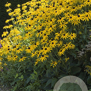 Rudbeckia f. 'Goldsturm' GM P9