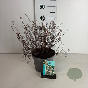 Potentilla fruticosa 'Pink Queen' 25-30 cm 3,5L