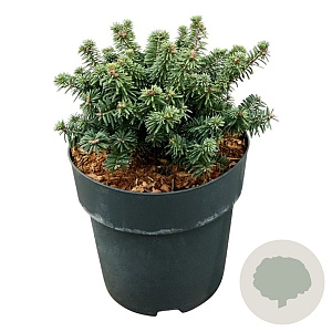 Abies bals. 'Piccolo' 15-20 cm