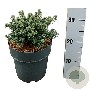 Abies bals. 'Piccolo' 15-20 cm