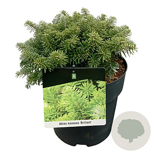Abies k. 'Brillant' 20-25 cm