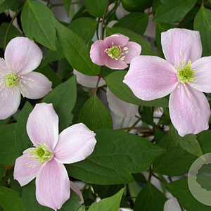 Clematis 'Elizabeth' 80 cm rozenpot 2L