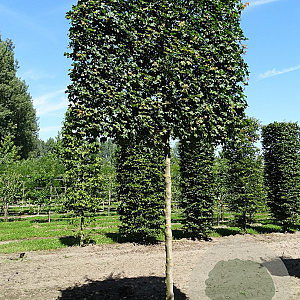 Acer campestre 14-16 HO draadkluit lei 180x150 200 cm stam