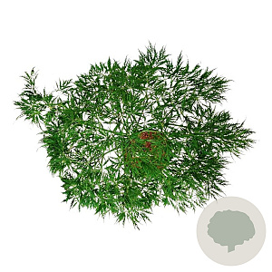 Acer pal. 'Dissectum' 50 cm stam 14L