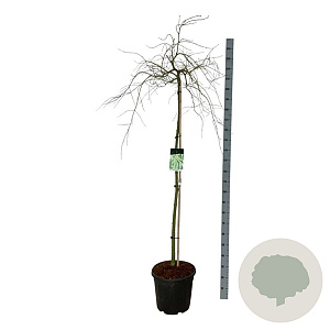 Acer pal. 'Dissectum' 160 cm stam 30L