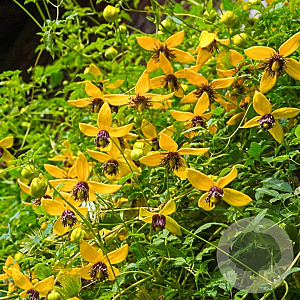Clematis 'Golden Tiara' 80 cm rozenpot 2L