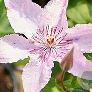 Clematis 'Hagley Hybrid' 80 cm rozenpot 2L