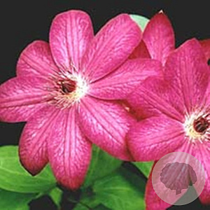 Clematis 'Haru Ichiban' 80 cm rozenpot 2L