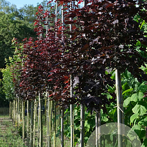 Acer plat. 'Crimson Sentry' 8-10 HO draadkluit