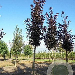 Acer plat. 'Crimson Sentry' 10-12 HO draadkluit