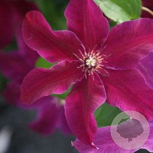 Clematis 'Huvi' 80 cm rozenpot 2L