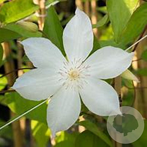 Clematis 'Jackmanii Alba' 80 cm rozenpot 2L