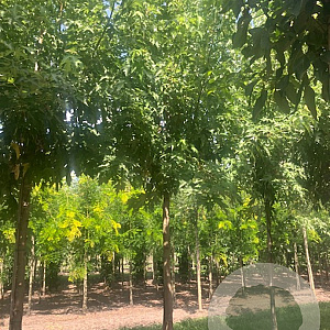 Acer s. 'Pyramidale' 35-40 HO draadkluit 250 cm stam