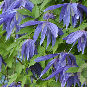 Clematis 'Jiska' 80 cm rozenpot 2L