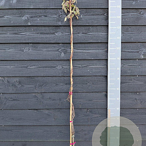 Akebia quinata 150-175 cm vierkant rond 5,5L